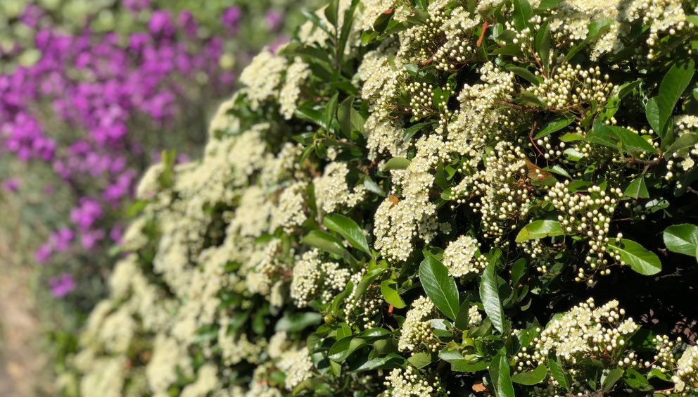 Tree and shrub planting