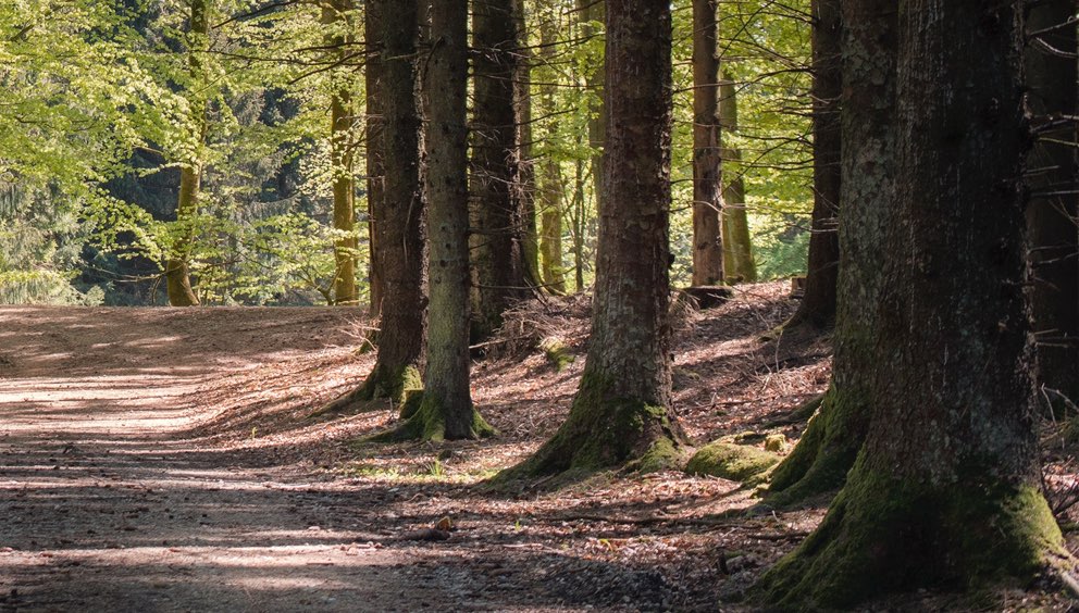 Woodland