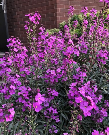 Purple-flowers