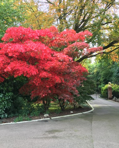 TREE & SHRUB PLANTING